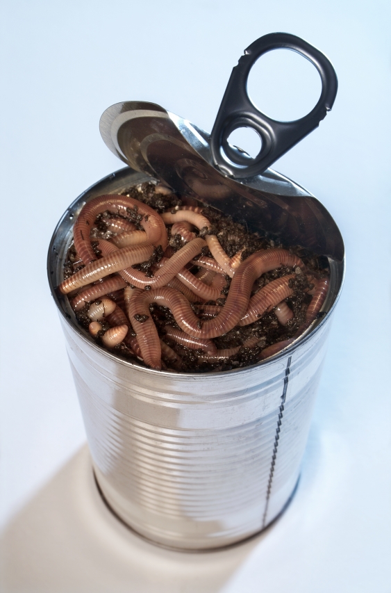 can of worms ringer