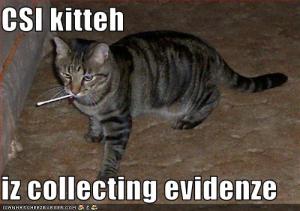 funny-pictures-csi-cat-collects-evidence1
